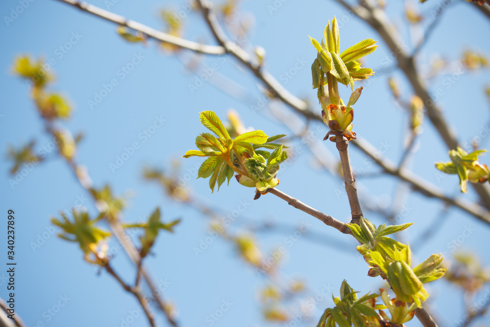 The new leaves from the buds on the trees in spring The new leaves from the buds on the trees in spring