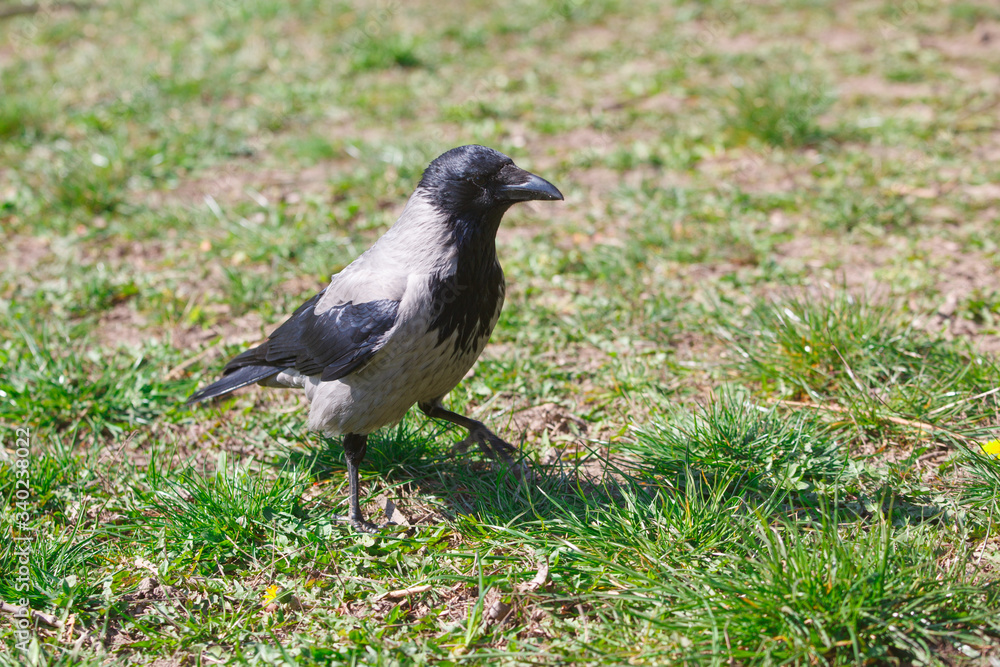 The black crow on the green grass in spring The black crow on the green grass in spring