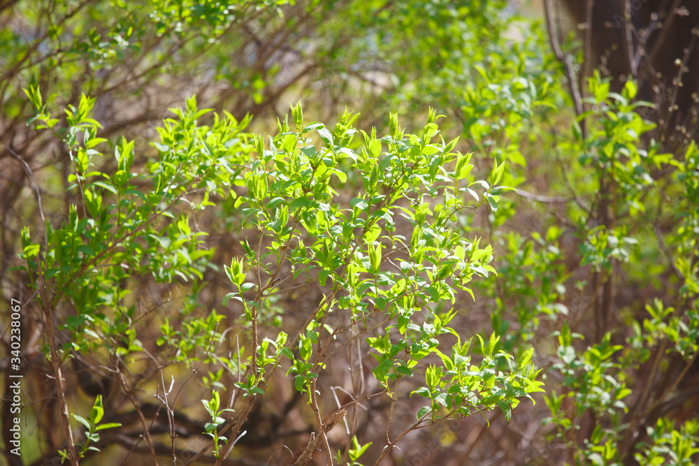 The green leaves on the branches in spring The green leaves on the branches in spring