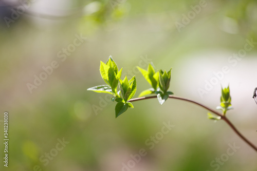 The new leaves from the buds on the trees in spring © wolf139