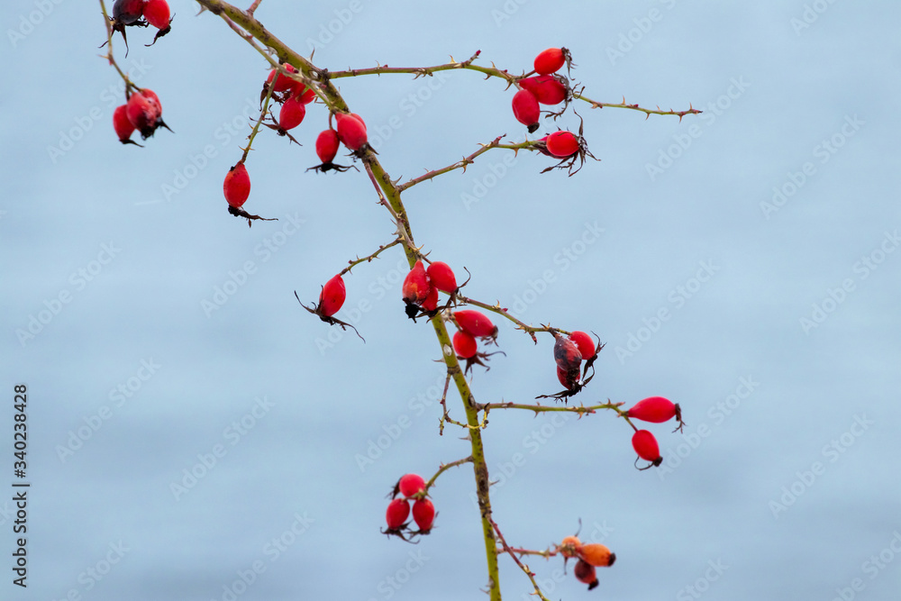 Rosehip branch with red berries without leaves on blurred background Rosehip branch with red berries without leaves on blurred background