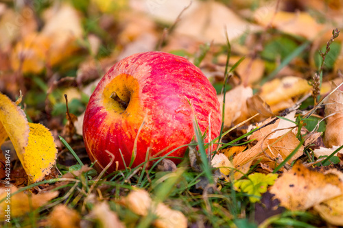 Red juicy apple on the grass among the dry autumn leaves