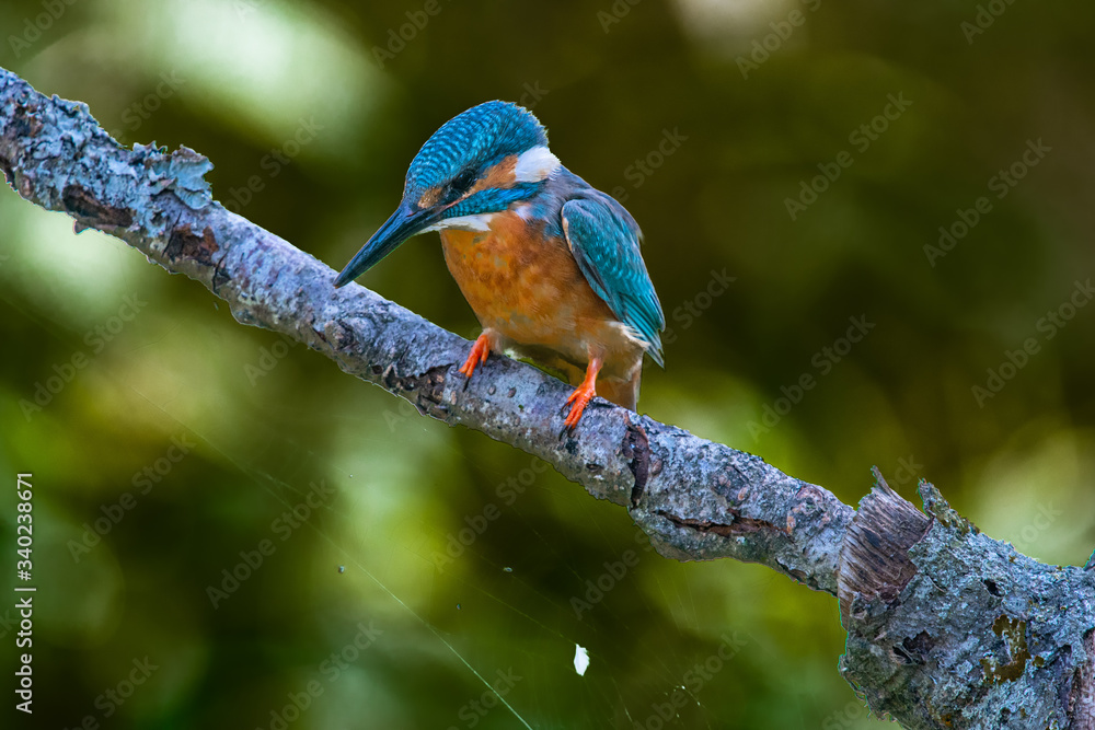 Male kingfisher (Alcedo atthis) on a branch in spring sunshine in England Male kingfisher (Alcedo atthis) on a branch in spring sunshine in England