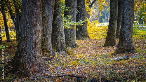 Trees in autumn park, thick tree trunks