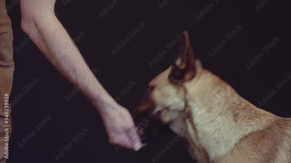Dog getting complementary foods for good attention Dog getting complementary foods for good attention