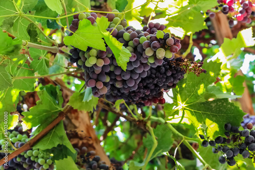 Grapes hanging from the trellises on Qingnian Lu, Turpan, Xinjiang photo