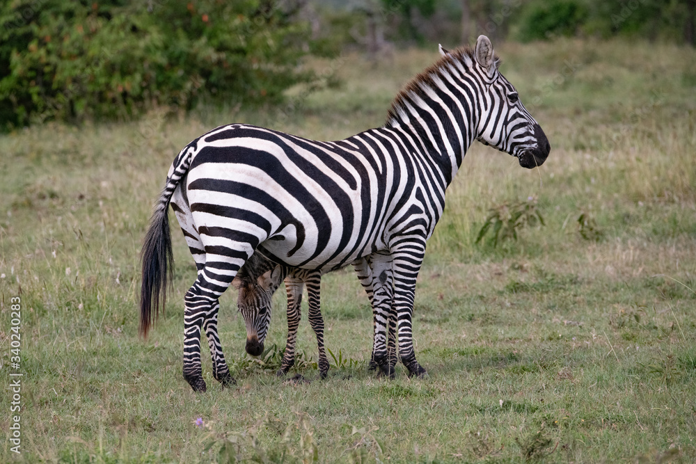 Obraz premium young zebra feeding on the grass between its mothers legs in the Masai Mara savannah grasslands