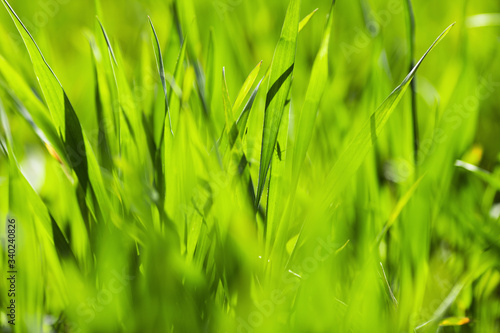 Young green wheat grows in a field. Agriculture backgrounds