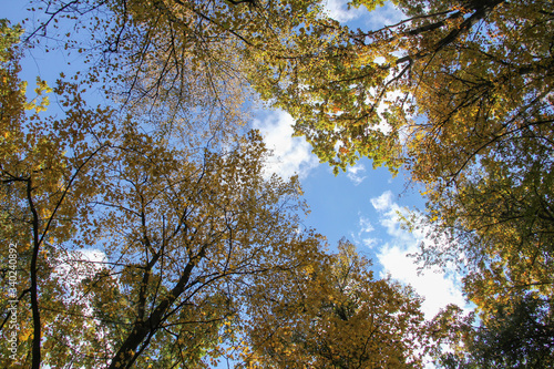 Autumn trees leaves  in the forest