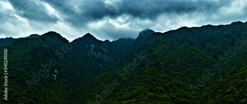 Mountain forest. Yakushima Island, Yakushima, Kumage District, Kagoshima, Japan 