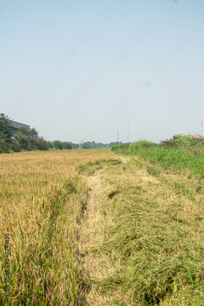 rice field rice field