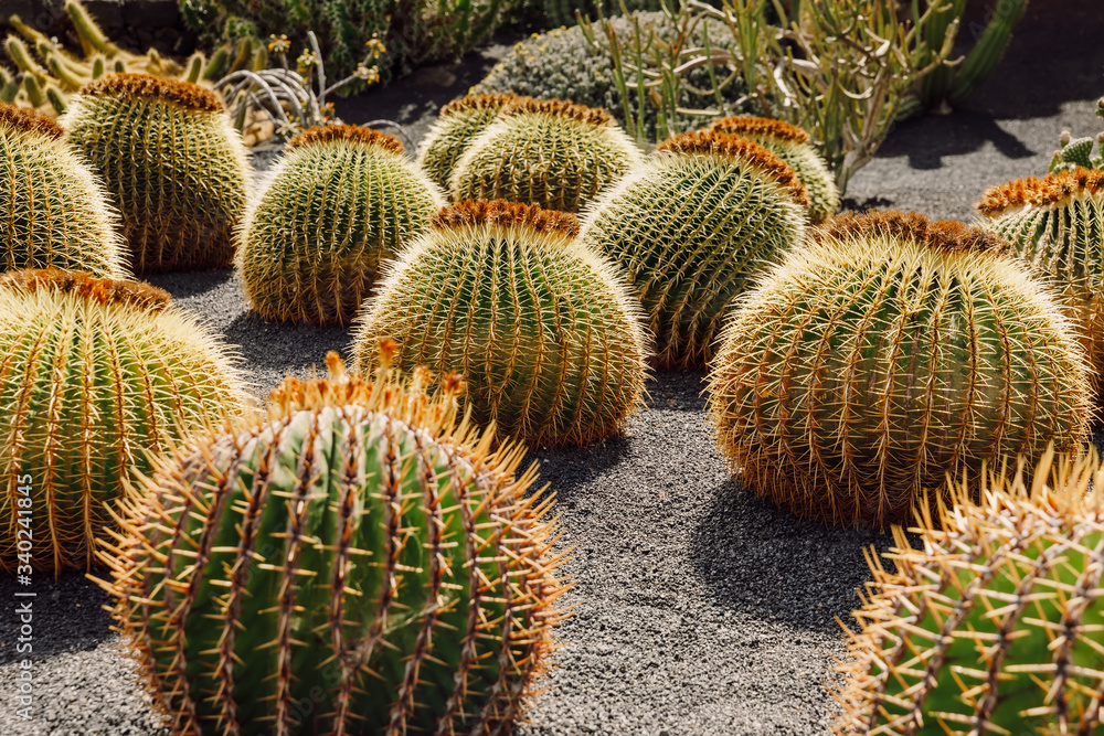 Cactus garden with plants in Guatiza, Lanzarote island, Canary Islands Cactus garden with plants in Guatiza, Lanzarote island, Canary Islands