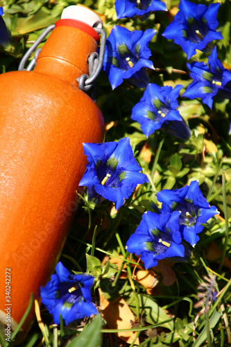 Enzian - Homöopathie und Naturheilkunde Antibiotika aus der Natur


