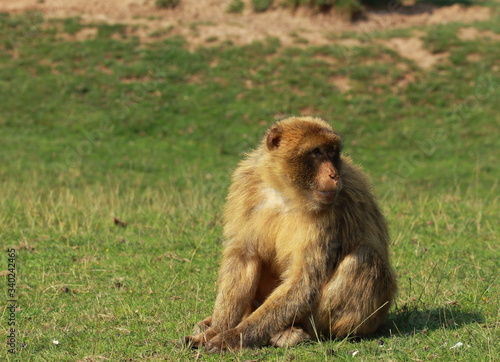 Mono de Gibraltar en el Parque de Cab  rceno