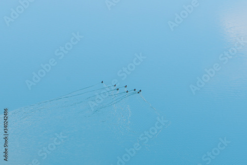 ducks swimming in the Beninar reservoir