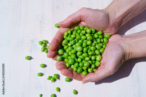Woman's hands holding a handful of freshly picked peas outdoors in the rays of the sun