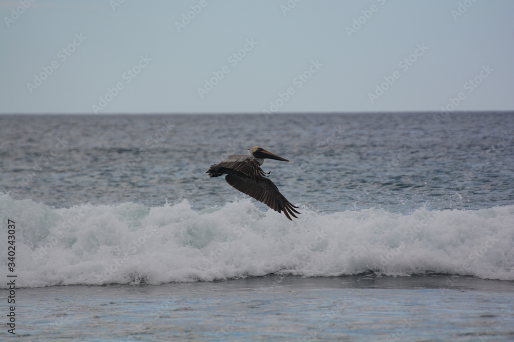 Pellicano in volo sulla riva dell'oceano, Costa Rica