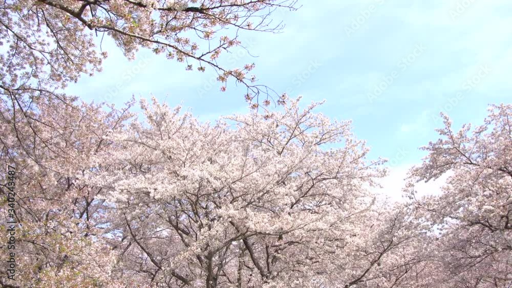 Beautiful Sakura or cherry blossoms spring at Tokyo Japan Beautiful Sakura or cherry blossoms spring at Tokyo Japan
