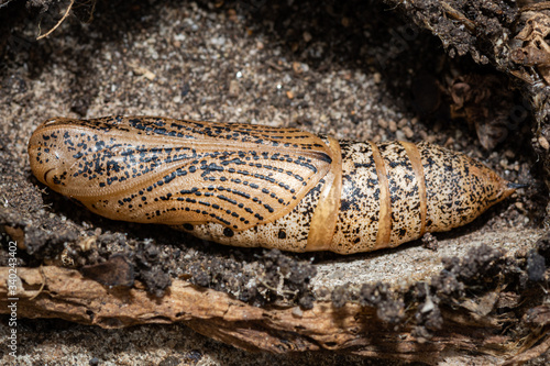 Hawk Moth Pupa detail in natural earth setting. Morphing from caterpillar to moth on or underground, Sphingidae life cycle. South Australia.