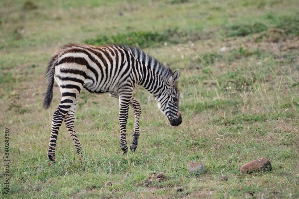 young Zebra foal walking in savannah young Zebra foal walking in savannah