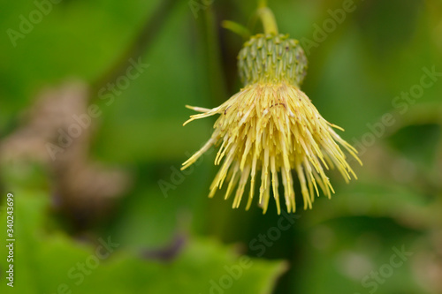 Kleb-Kratzdistel (Cirsium erisithales)	 photo