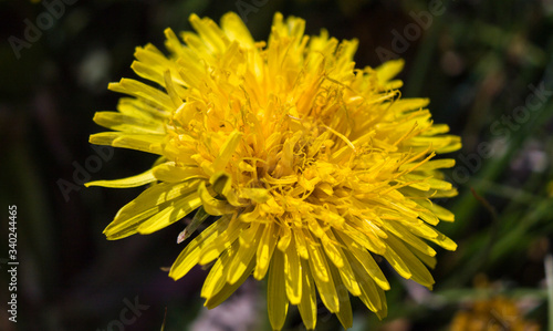 Flowering dandelion. Yellow flower. Macro