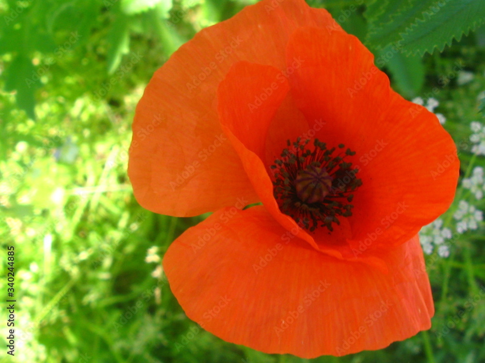 Fototapeta premium beautiful wildflower in the foreground macro shot