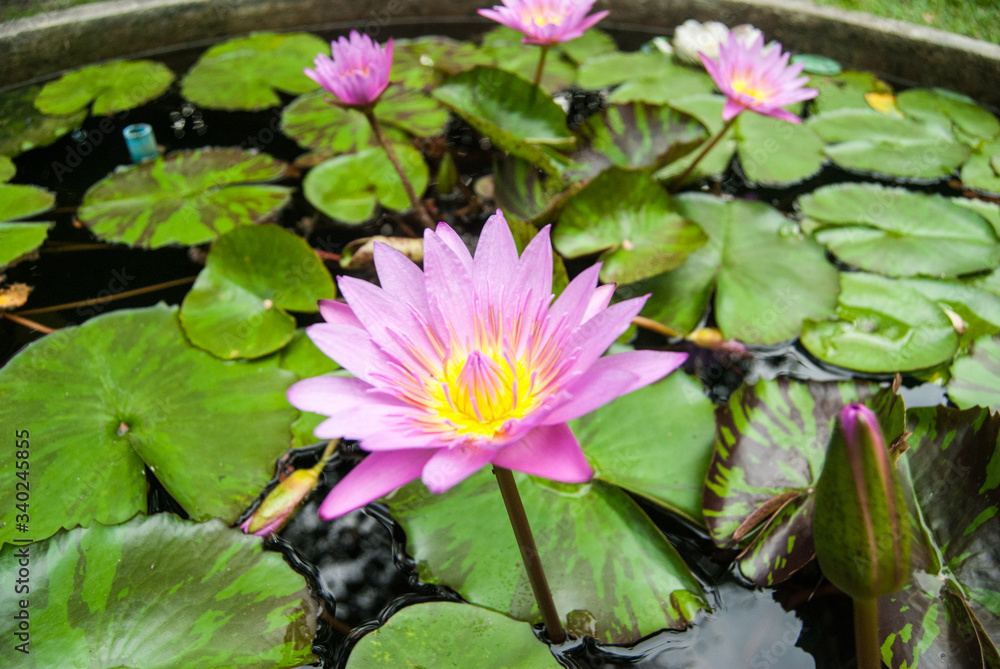 Pink lotus Pink lotus