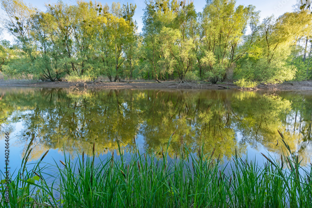 Fototapeta premium Abendstimmung am Altrhein