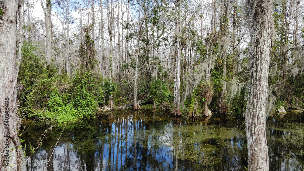 Florida Everglades Sumpfland Allligatoren Habitat Florida Everglades Sumpfland Allligatoren Habitat