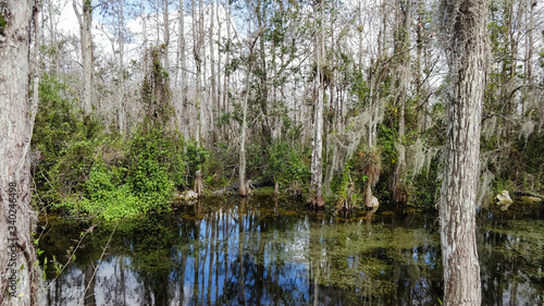 Florida Everglades Sumpfland Allligatoren Habitat