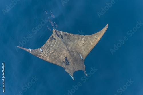 Devil Ray