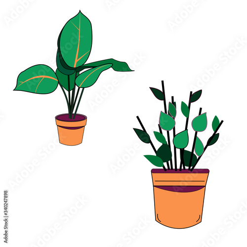 Vector illustration of a flower in a pot isolated on white background. Green flower in an orange pot. Green ficus in a pot. Home plants.Stock illustration of a home flower