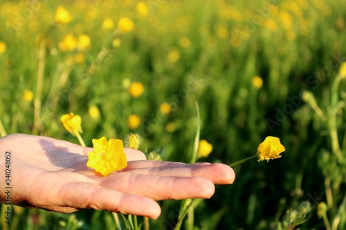 Una mano sostiene un fiore in una prateria photo