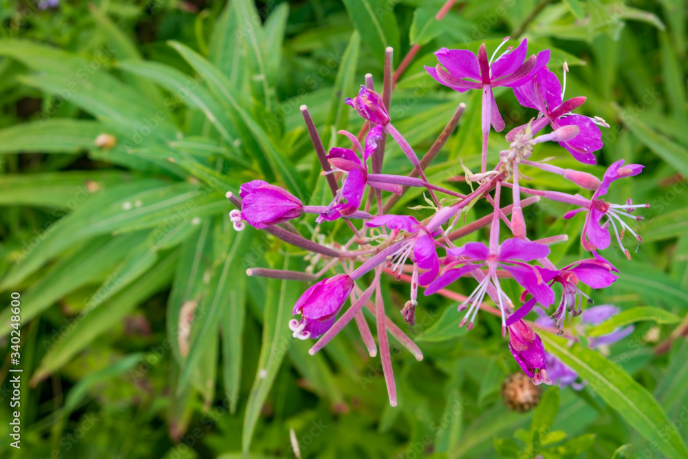 Chamaenerion angustifolium. Narrow-leaved willow-herb blooms in the forest. Chamaenerion angustifolium. Narrow-leaved willow-herb blooms in the forest.