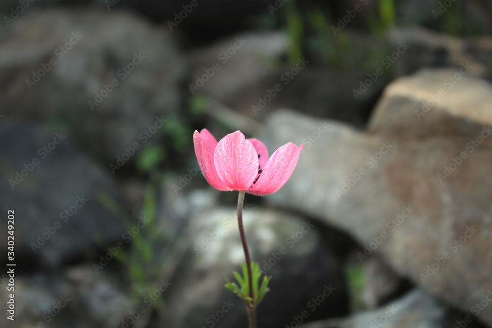 Linum grandiflorum rubrum flower close up shoot. Linum grandiflorum rubrum flower close up shoot.