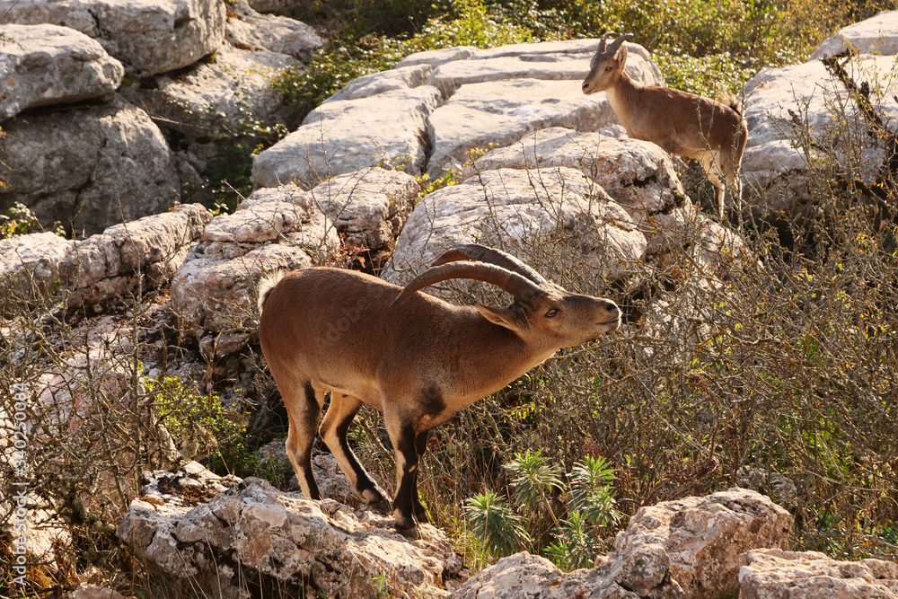 Male and female Spanish wild goat (capra pyrenaica hispanica) on rocks at the beautiful karst landscape of El Torcal de Antequera, Spain, Europe
Male and female Spanish wild goat (capra pyrenaica hispanica) on rocks at the beautiful karst landscape of El Torcal de Antequera, Spain, Europe
