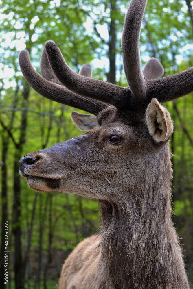 Cerf Cerf