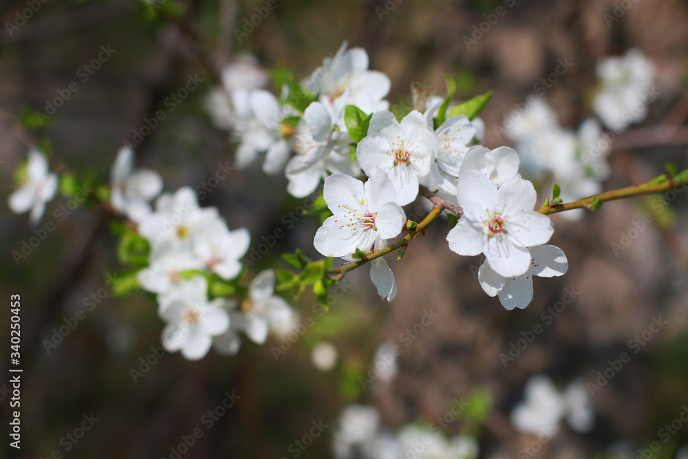 flowers bloom in the early Sunny morning in spring
flowers bloom in the early Sunny morning in spring