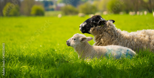 Close up Low Level Image of Lamb Lambs Sheep in Green Field