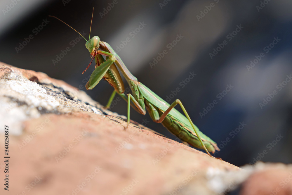 Close-up of a sitting green praying mantis
Close-up of a sitting green praying mantis