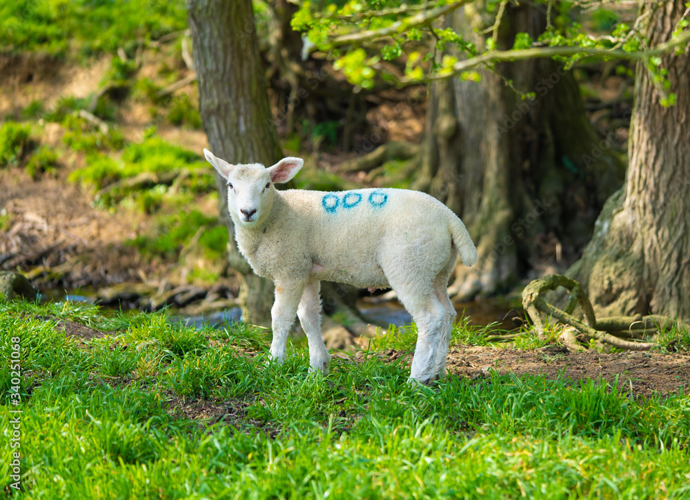 Close up Low Level Image of Lamb Lambs Sheep in Green Field Close up Low Level Image of Lamb Lambs Sheep in Green Field