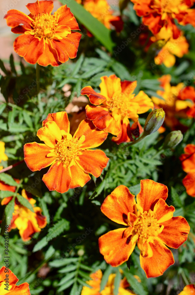 orange flowers in the garden orange flowers in the garden