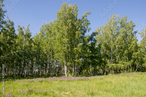 Birch grove and bright blue sky. Green trees in the summer forest. Travel on nature. Landscapes, North