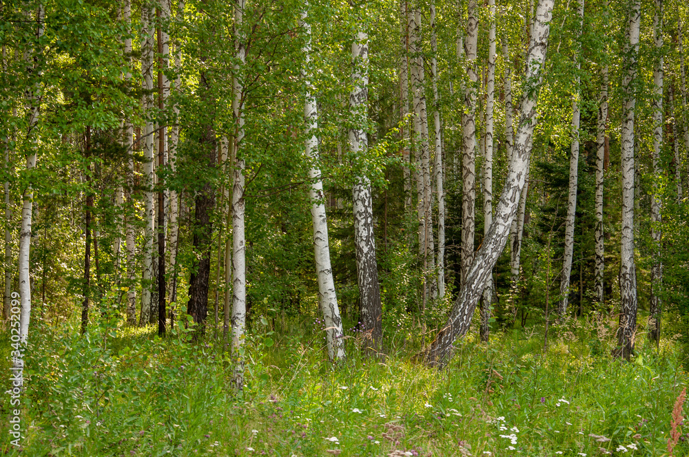 Birch grove and bright blue sky. Green trees in the summer forest. Travel on nature. Landscapes, North Birch grove and bright blue sky. Green trees in the summer forest. Travel on nature. Landscapes, North