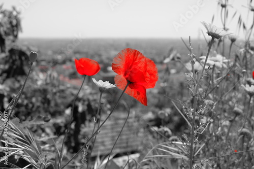 poppy, flower, red, field, nature, summer, poppies, flowers, green, spring, meadow, wild, plant, blossom, grass, landscape, bloom, beauty, agriculture, outdoor, flora, garden, petal, beautiful, wheat 