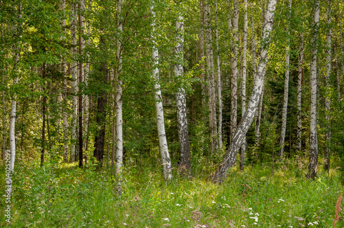 Birch grove and bright blue sky. Green trees in the summer forest. Travel on nature. Landscapes  North