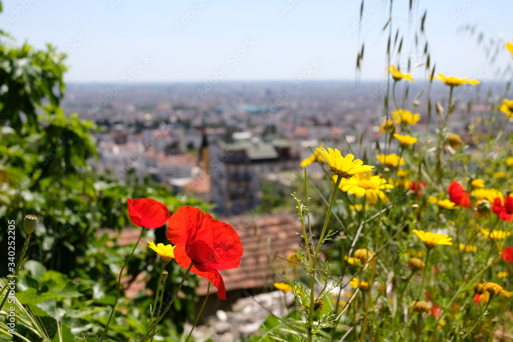 Obraz premium poppy, flower, field, red, nature, flowers, summer, spring, meadow, green, garden, poppies, plant, landscape, tulip, grass, blossom, flora, agriculture, sky, bloom, beautiful, wild, yellow, petal