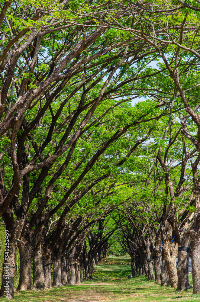 Deep big rain tree tunnel with long green lawn way Deep big rain tree tunnel with long green lawn way