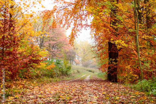 A dirt road in an autumn forest
